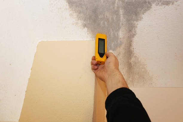 Best Attic Mold Removal  in Lake Mack Forest Hills, FL