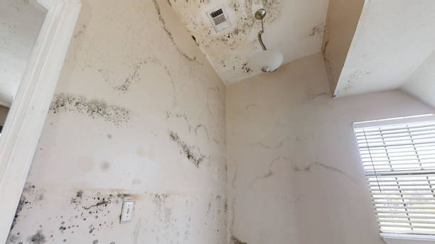 Best Post-Remediation Verification Testing  in Lake Mack Forest Hills, FL