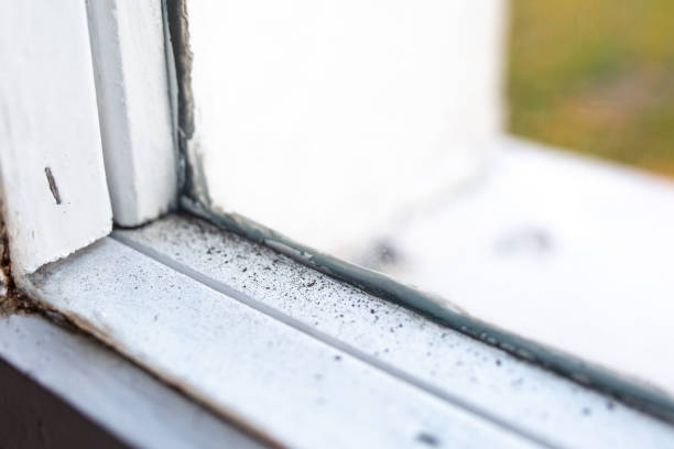Best Post-Construction Mold Inspection  in Lake Mack Forest Hills, FL