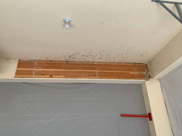 Best Mold Documentation for Insurance Claims  in Lake Mack Forest Hills, FL
