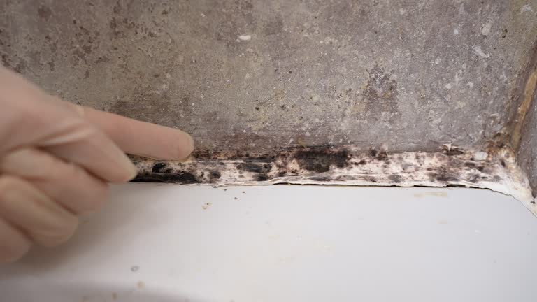 Best Mold-Related Health Consultation  in Lake Mack Forest Hills, FL